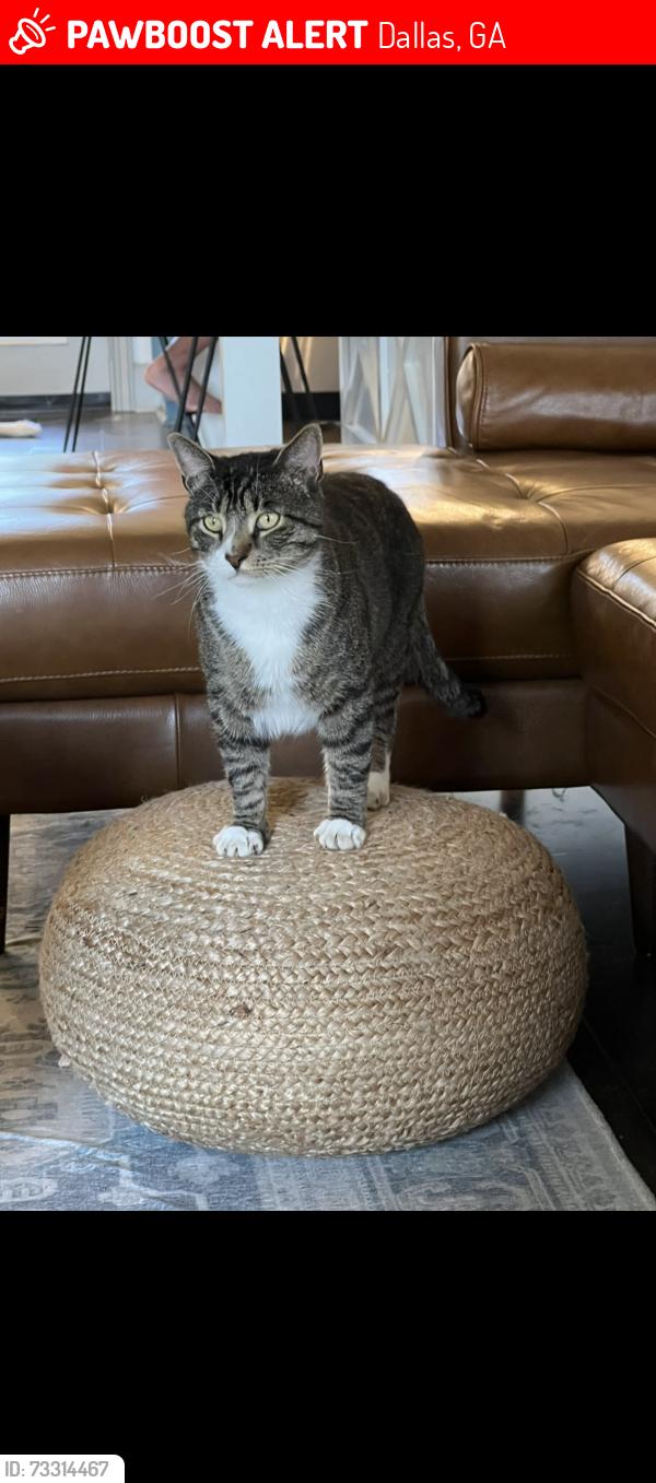 Lost Male Cat last seen Coach Bobby Dodd Rd, Dallas, GA 30132