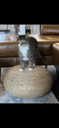 Lost Male Cat last seen Coach Bobby Dodd Rd, Dallas, GA 30132