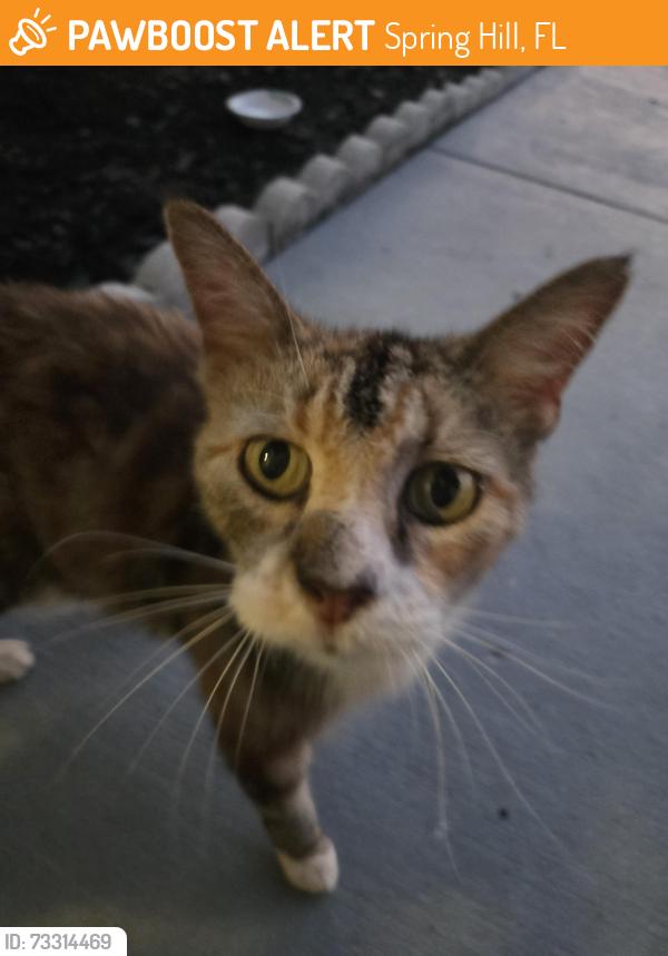 Found/Stray Female Cat last seen Langan and Nantucket, Spring Hill, FL 34608