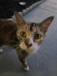 Found/Stray Female Cat last seen Langan and Nantucket, Spring Hill, FL 34608