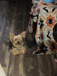 Lost Male Dog last seen Near block of Angel dr , Burleson Tx, Burleson, TX 76028