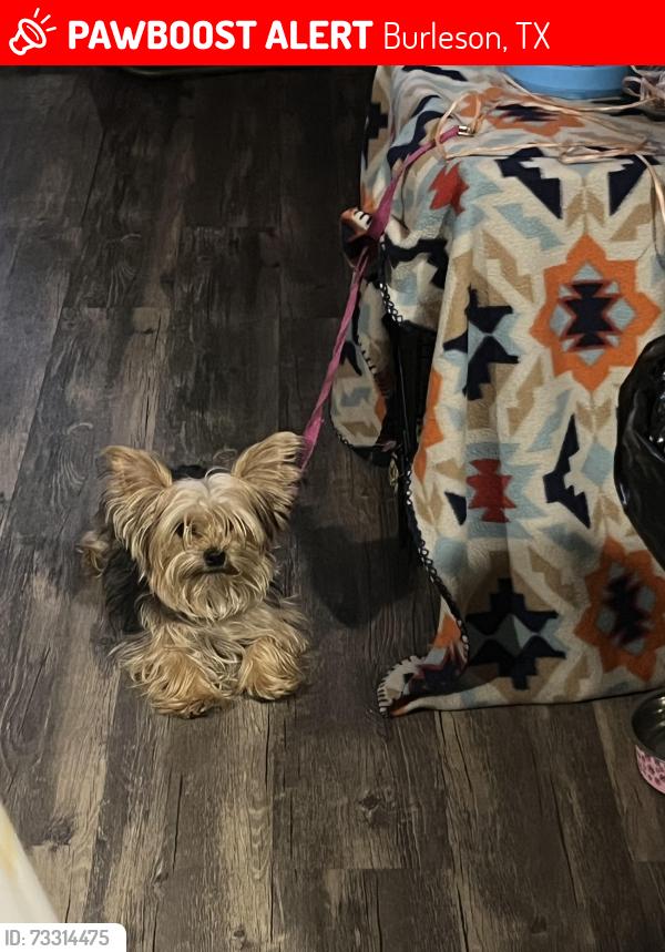 Lost Male Dog last seen Near block of Angel dr , Burleson Tx, Burleson, TX 76028