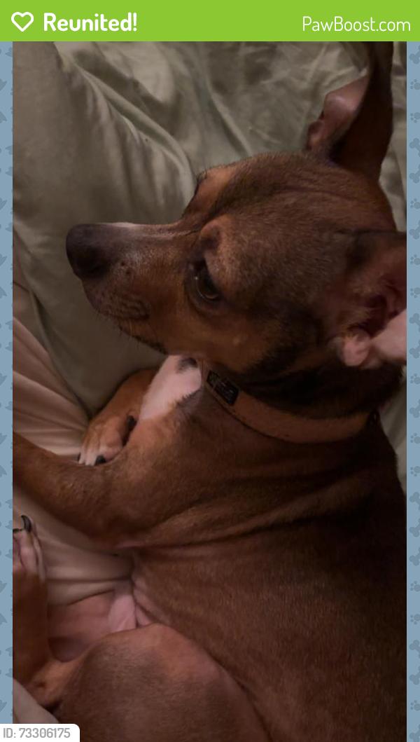 Reunited Male Dog last seen Near nansemond pkwy, Suffolk, VA 23434