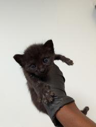 Shelter Stray Female Cat last seen San Diego, CA, 92101, 5500 Gaines St, San Diego, CA 92110, USA