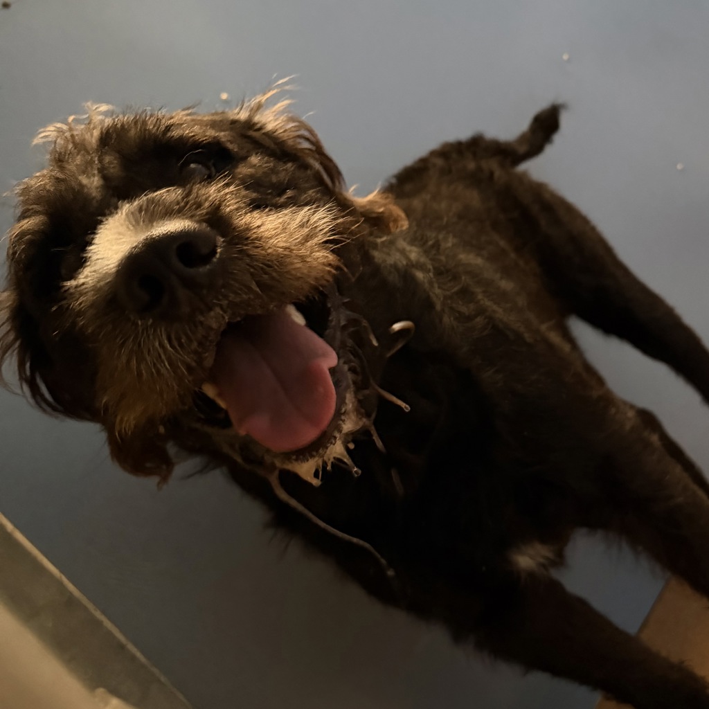 Shelter Stray Male Dog last seen Cottonwood Road, San Diego, CA, 92173, 5500 Gaines St, San Diego, CA 92110, USA