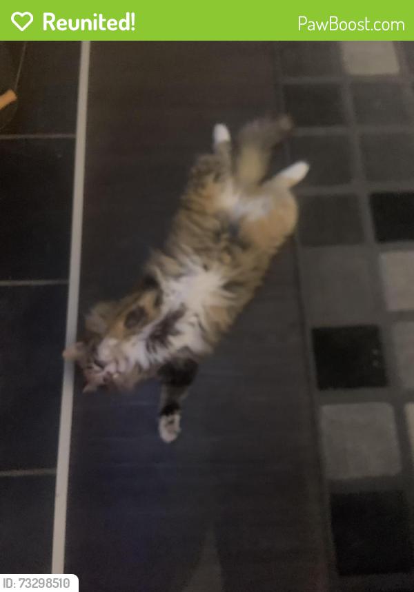 Reunited Female Cat last seen Jubilee park, Spruce Grove, AB T7X 0A7