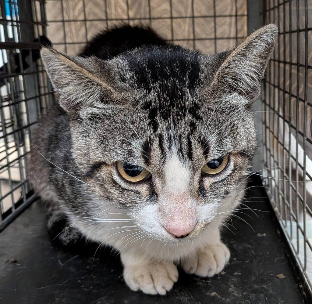 Shelter Stray Male Cat last seen Columbia Street, San Diego, CA, 92101, 5500 Gaines St, San Diego, CA 92110, USA