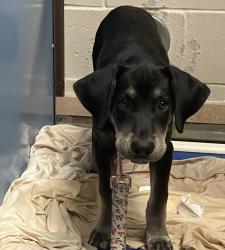 Shelter Stray Female Dog last seen Near Carmel Grove Road, San Diego, CA, 92130, 5500 Gaines St, San Diego, CA 92110, USA