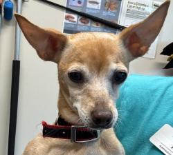 Shelter Stray Female Dog last seen E Lexington Avenue, El Cajon, CA, 92020, El Cajon, CA 92020, USA
