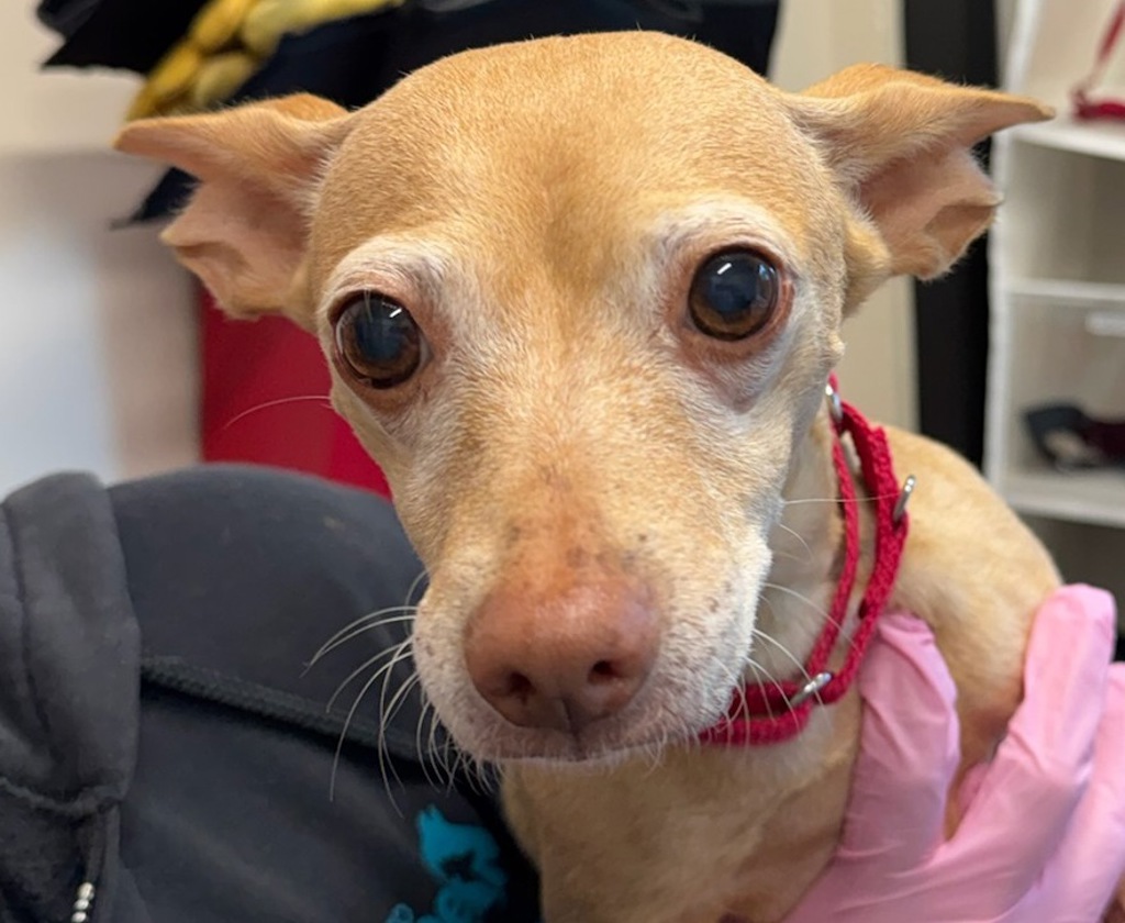 Shelter Stray Female Dog last seen E Lexington Avenue, El Cajon, CA, 92020, El Cajon, CA 92020, USA
