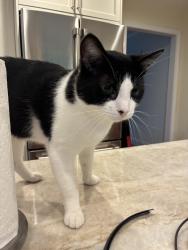Lost Male Cat last seen Judith Dr. and Bragdon Ave., Danbury, CT 06811