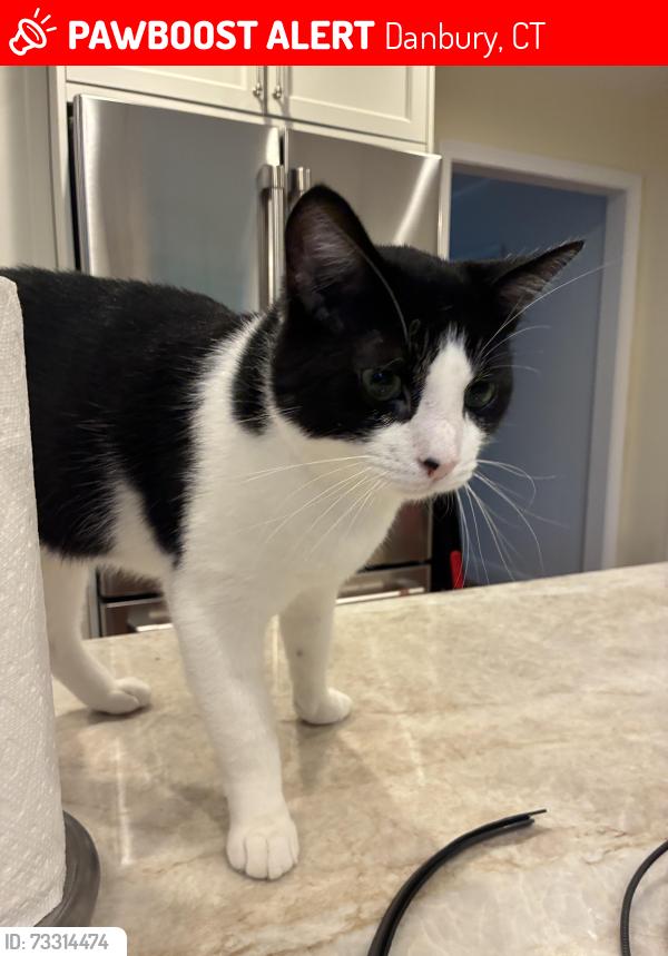 Lost Male Cat last seen Judith Dr. and Bragdon Ave., Danbury, CT 06811
