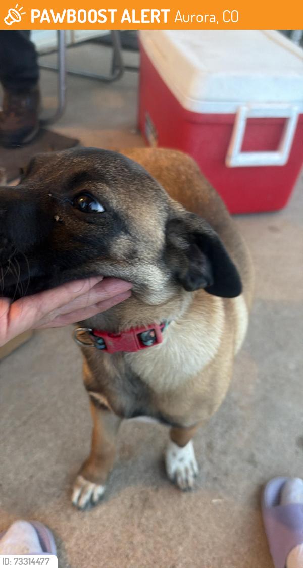 Found/Stray Unknown Dog last seen Alameda and potomac, Aurora, CO 80017