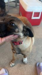 Found/Stray Unknown Dog last seen Alameda and potomac, Aurora, CO 80017