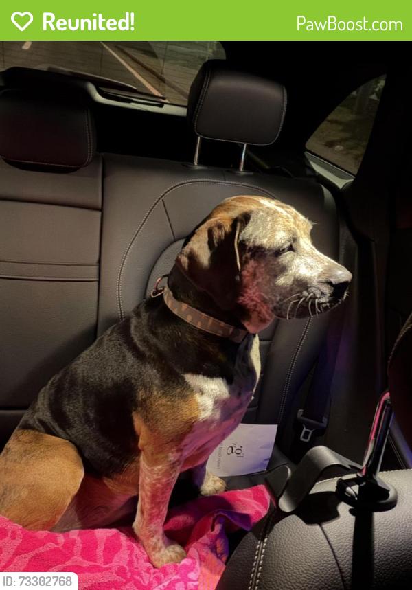 Reunited Female Dog last seen Whites Creek Pike and Green Ln intersection by Shell gas station, Nashville, TN 37189
