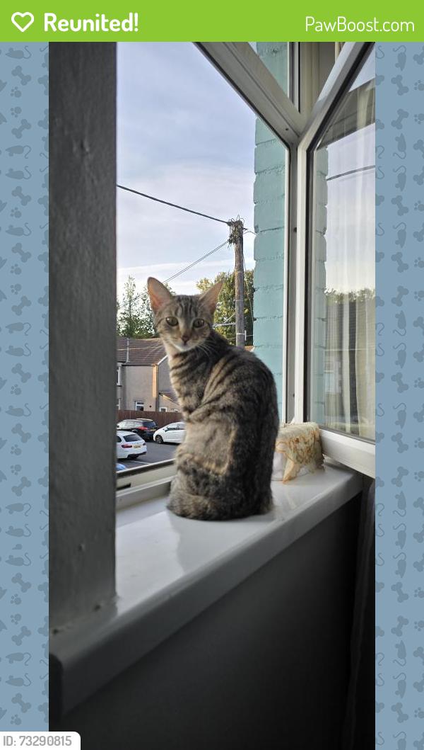 Reunited Female Cat last seen Cardiff road CF37 5HY, Rhydyfelin, Wales CF37 5HY