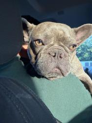 Reunited Female Dog last seen Delany road, La Marque, TX 77568