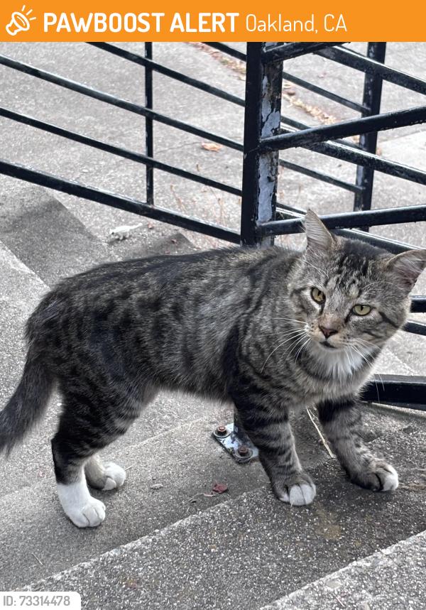 Found/Stray Unknown Cat last seen Laguna Ave & Delmar, Oakland, CA 94602