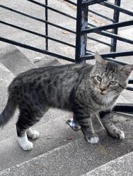 Found/Stray Unknown Cat last seen Laguna Ave & Delmar, Oakland, CA 94602