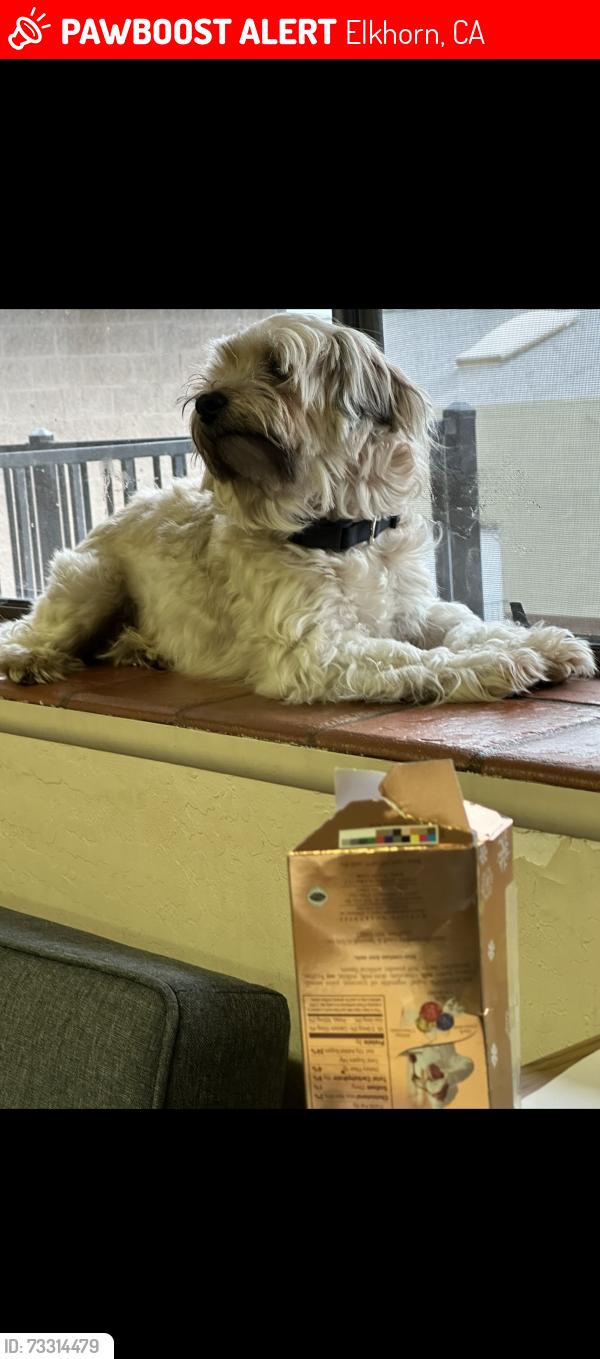 Lost Male Dog last seen Elkhorn, Elkhorn, CA 95012
