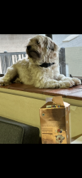 Lost Male Dog last seen Elkhorn, Elkhorn, CA 95012