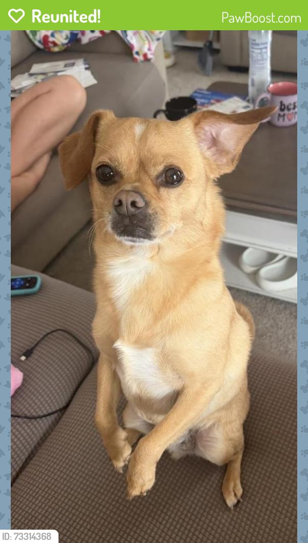 Reunited Male Dog last seen Near Due W Rd NW, Kennesaw, GA 30152, USA, Kennesaw, GA 30152