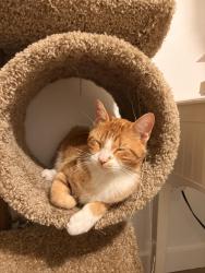 Reunited Male Cat last seen PEDESTRIAN BRIDGE NEAR 39th & Center, Des Moines, IA 50312