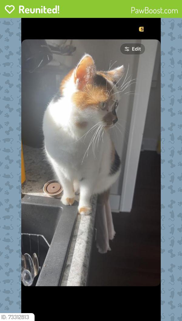 Reunited Female Cat last seen By the south Casey’s, north of the High school, Winterset, IA 50273