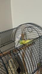 Lost Unknown Bird last seen 50th Avenue intersecting 208th street, Queens, NY 11364