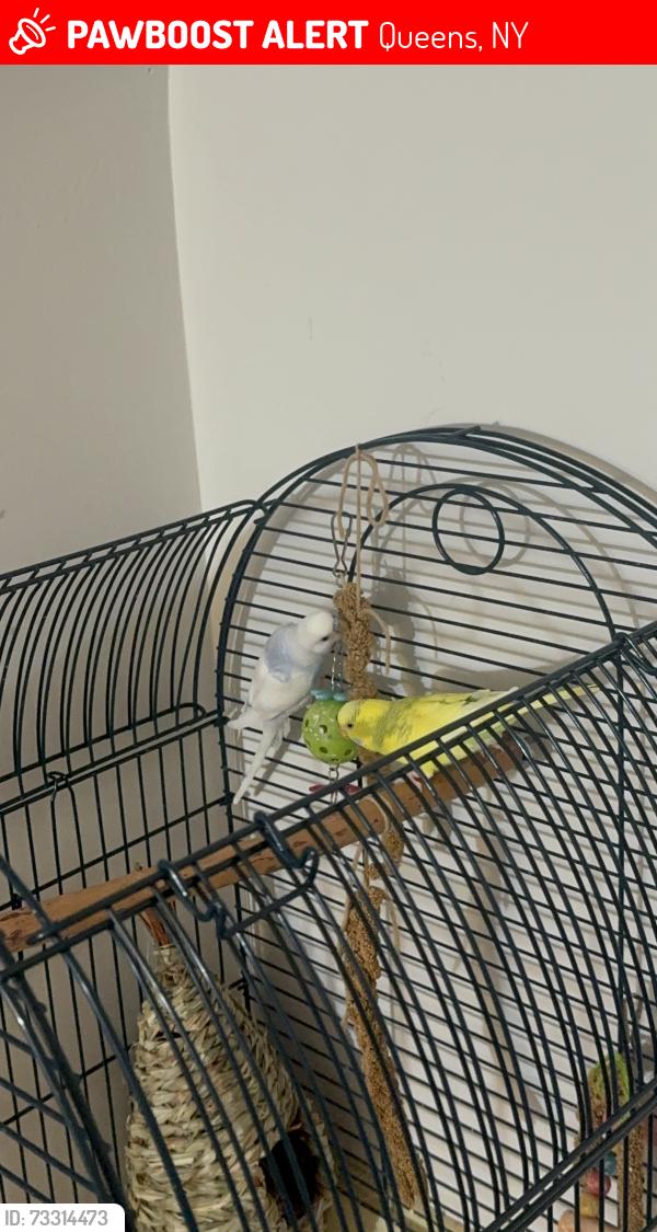 Lost Unknown Bird last seen 50th Avenue intersecting 208th street, Queens, NY 11364
