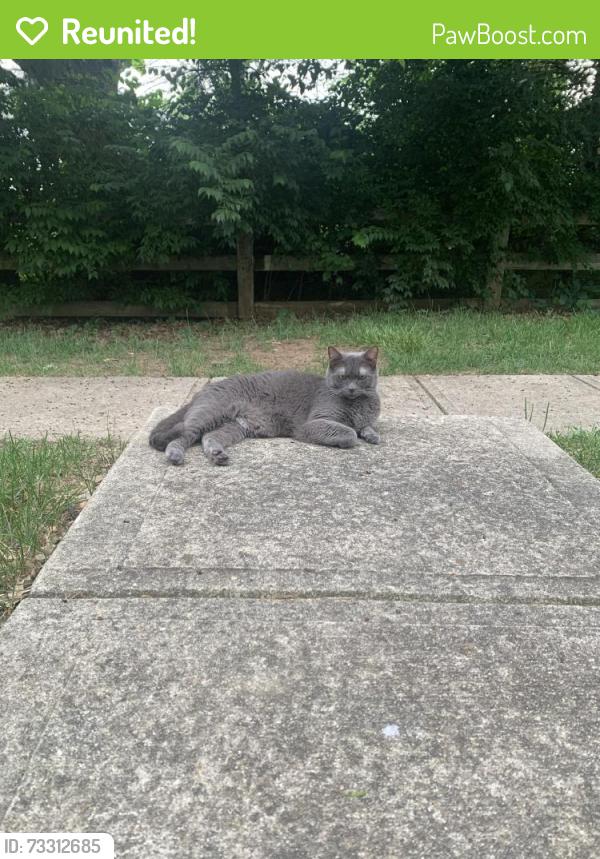 Reunited Female Cat last seen Hyland-Croy Road, Plain City, OH 43064