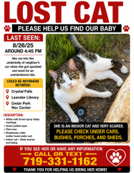 Lost Female Cat last seen Leander Texas, Leander, TX 78641