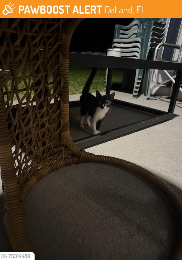 Found/Stray Unknown Cat last seen Near intersection of Wellington Woods Ave and Orange Camp Rd, DeLand, FL 32724