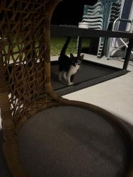 Found/Stray Unknown Cat last seen Near intersection of Wellington Woods Ave and Orange Camp Rd, DeLand, FL 32724