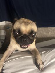 Found/Stray Male Dog last seen Near @ Lakeview Haven, Houston, TX 77095