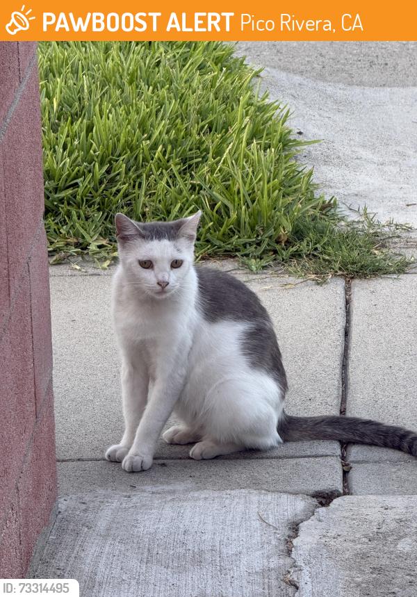 Found/Stray Unknown Cat last seen Shenandoah Ave, Pico Rivera, CA 90660