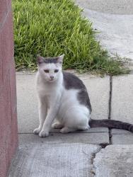 Found/Stray Unknown Cat last seen Shenandoah Ave, Pico Rivera, CA 90660