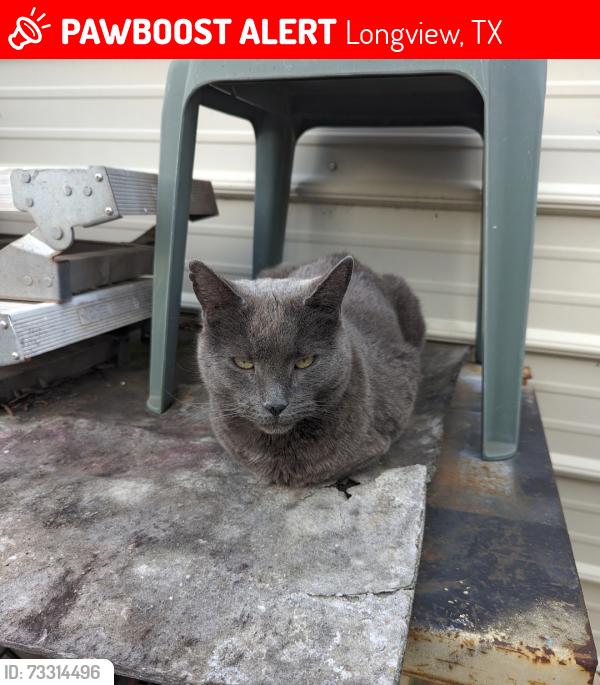 Lost Male Cat last seen Pruitt Street Longview Texas, Longview, TX 75605