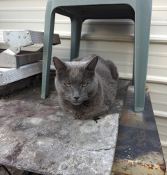 Lost Male Cat last seen Pruitt Street Longview Texas, Longview, TX 75605