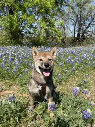 Reunited Female Dog last seen Stacy Crossing, McKinney, 75070, McKinney, TX 75070