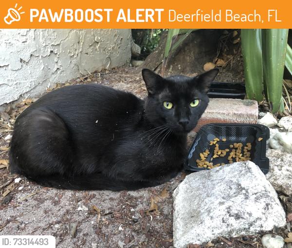 Found/Stray Male Cat last seen Near South Military Trail Deerfield Beach Florida, Deerfield Beach, FL 33442