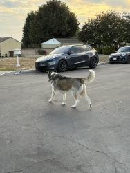 Found/Stray Male Dog last seen Near Buffington Rd, El Monte, CA 91732, El Monte, CA 91732