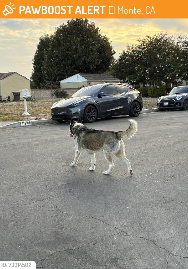 Found/Stray Male Dog last seen Near Buffington Rd, El Monte, CA 91732, El Monte, CA 91732