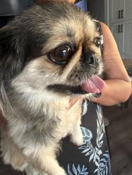 Reunited Female Dog last seen Hiel St. and Safford Ave., Spring Valley, CA 91977