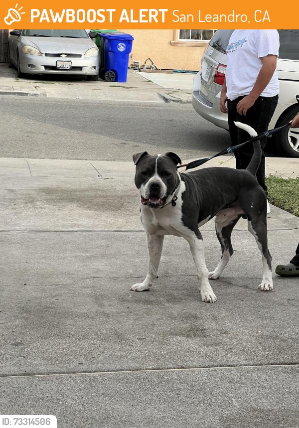 Found/Stray Male Dog last seen Lark st, San Leandro, CA 94578