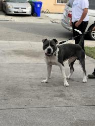 Found/Stray Male Dog last seen Lark st, San Leandro, CA 94578