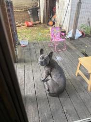 Found/Stray Female Dog last seen Faber park, Staten Island, NY 10302