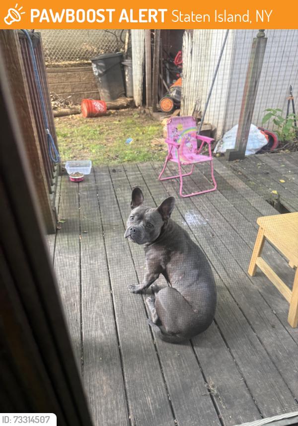 Found/Stray Female Dog last seen Faber park, Staten Island, NY 10302