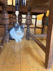 Lost Female Cat last seen Mississippi St, Portland, OR 97217