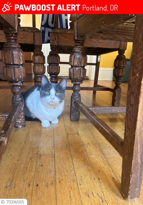 Lost Female Cat last seen Mississippi St, Portland, OR 97217